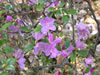 Bild rhododendron_praecox_02_jpg.jpg