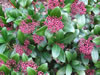 Bild skimmia_japonica_01_jpg.jpg