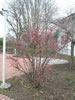 viburnum_bodnantense_dawn_0_jpg.jpg