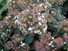 Bild viburnum_tinus_02_jpg.jpg