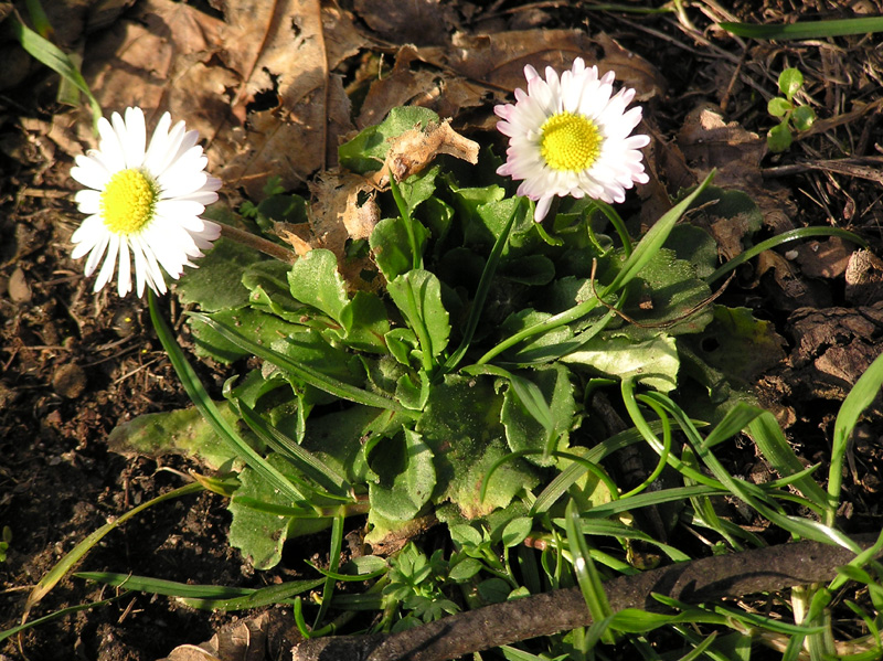 bellis_perennis.jpg