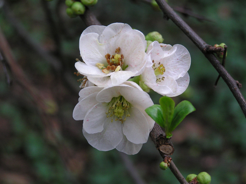 chaenomelis_superba_nivalis.jpg
