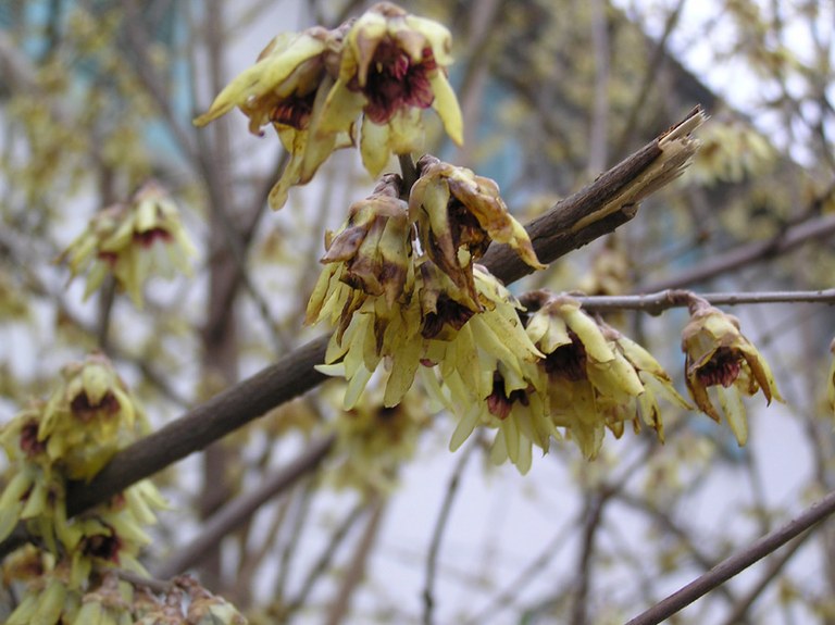 chimonanthus_praecox_01.jpg