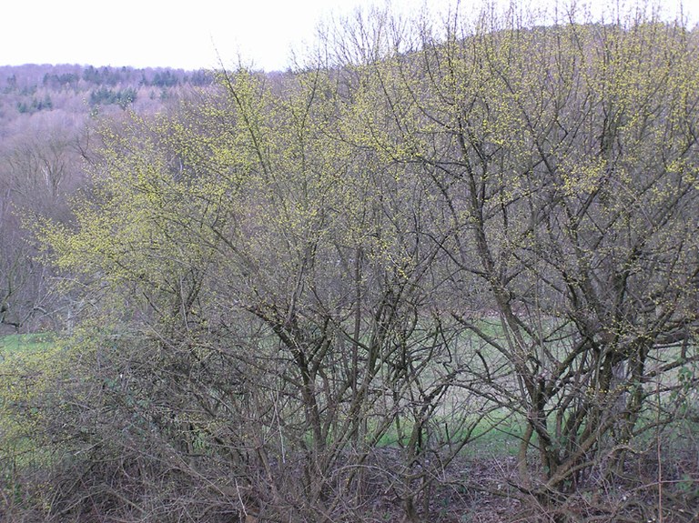 cornus_mas_01.jpg