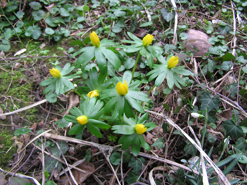 eranthis_hyemalis_01.jpg