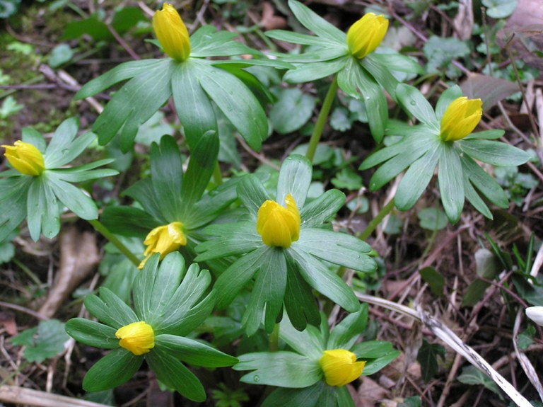 eranthis_hyemalis_02.jpg
