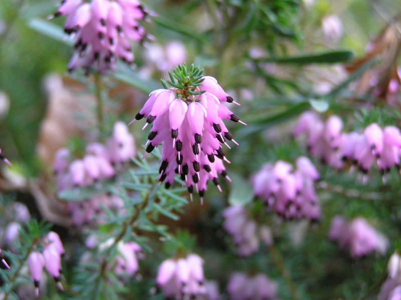 erica_carnea_winterbeauty_0.jpg
