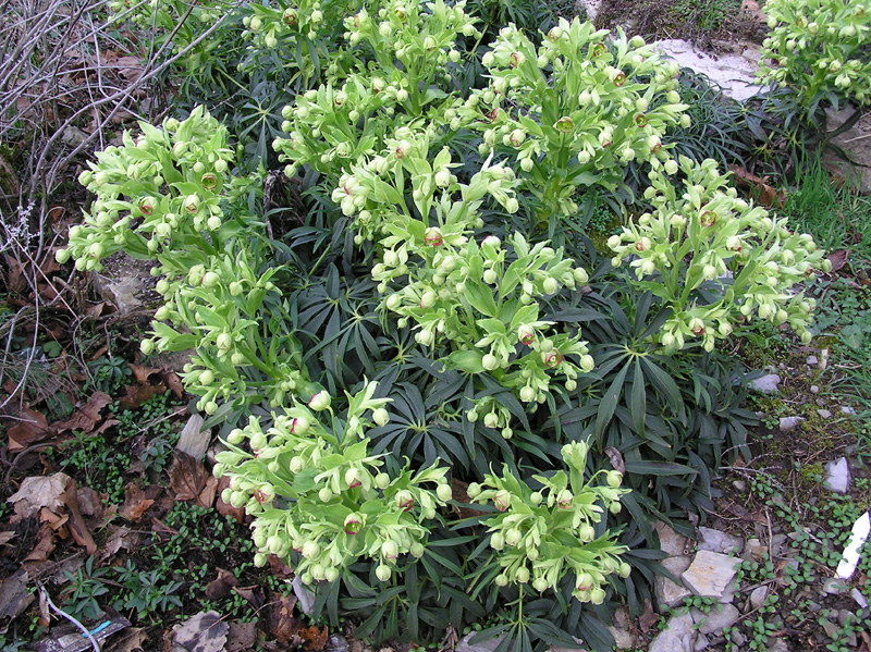 helleborus_foetidus_01.jpg