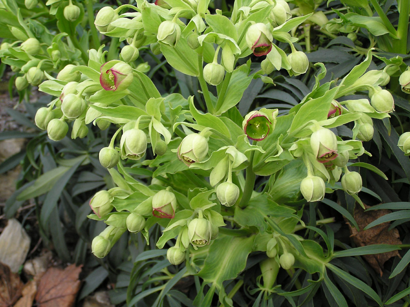 helleborus_foetidus_02.jpg
