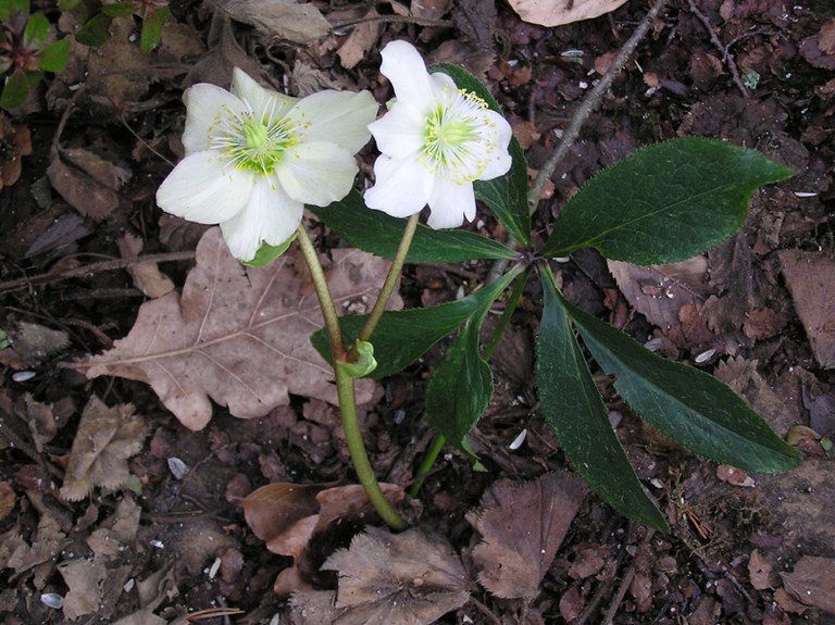 helleborus_niger.jpg