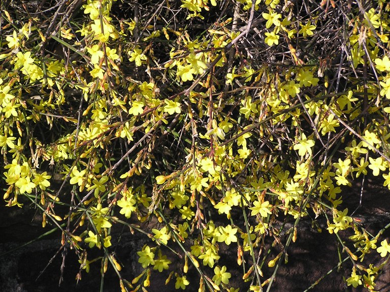 jasminum_nudiflorum_01.jpg