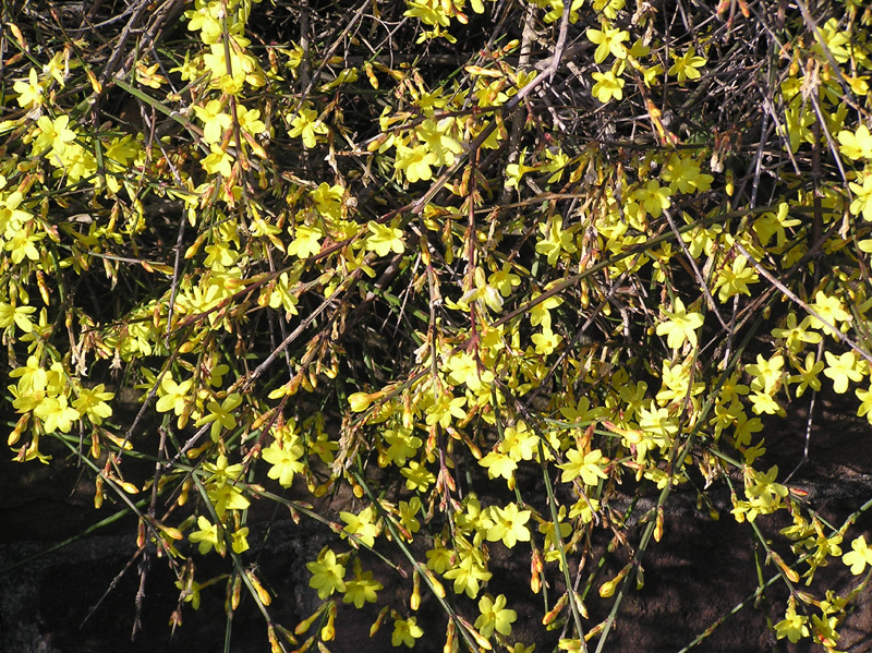 jasminum_nudiflorum_01.jpg