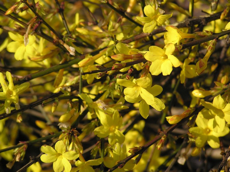 jasminum_nudiflorum_02.jpg