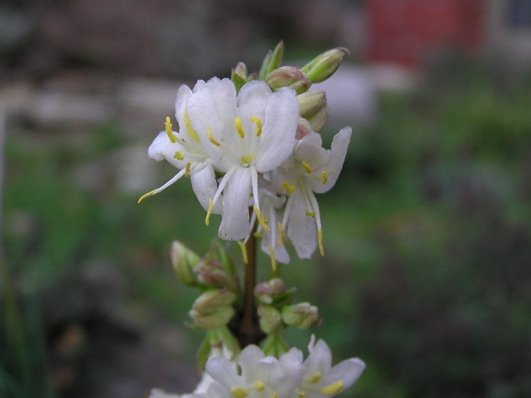 lonicera_purpusii_05.jpg