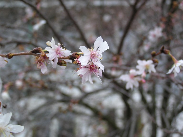 prunus_subhirtella_autumnal.jpg