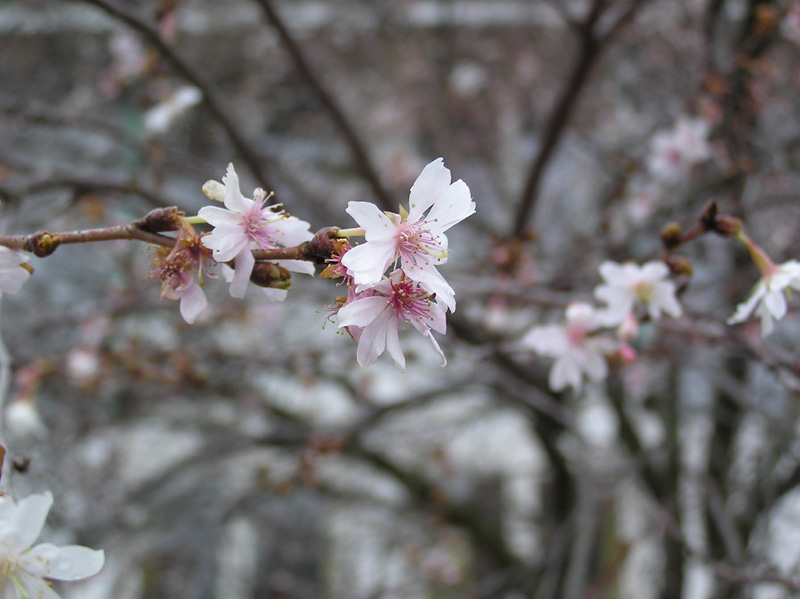 prunus_subhirtella_autumnal.jpg