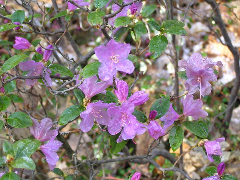rhododendron_praecox_02.jpg