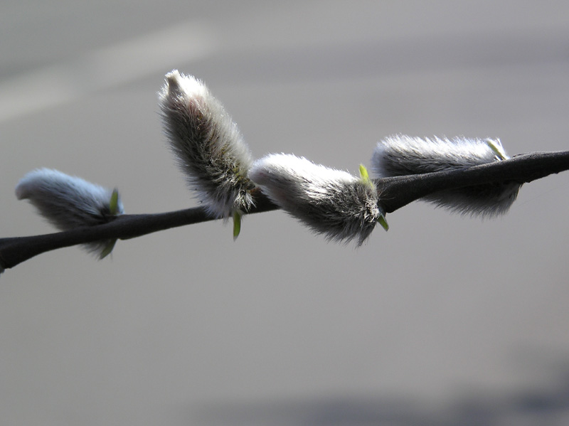 salix_caprea_mas_01.jpg