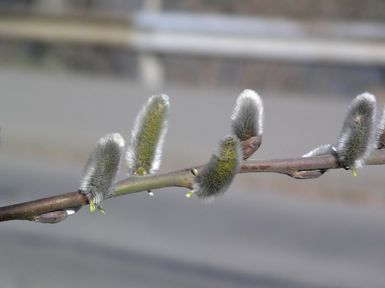 salix_caprea_mas_02.jpg