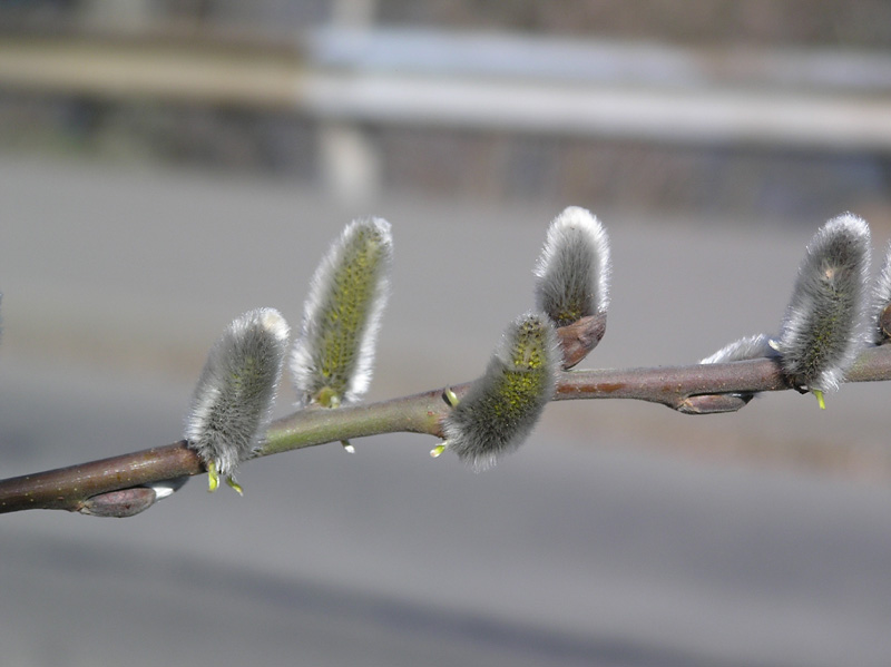 salix_caprea_mas_02.jpg