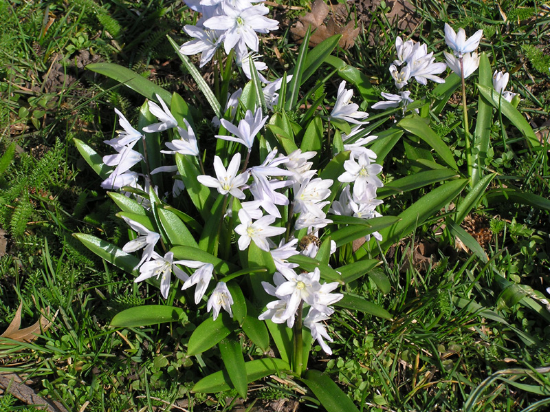scilla_mischtschenkoana_01.jpg