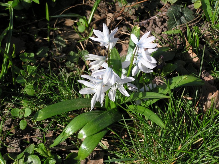 scilla_mischtschenkoana_02.jpg