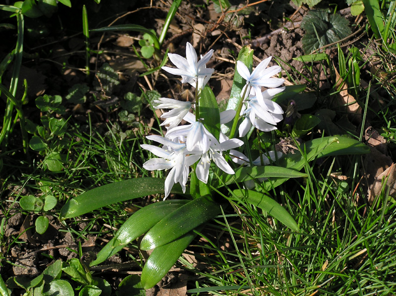 scilla_mischtschenkoana_02.jpg
