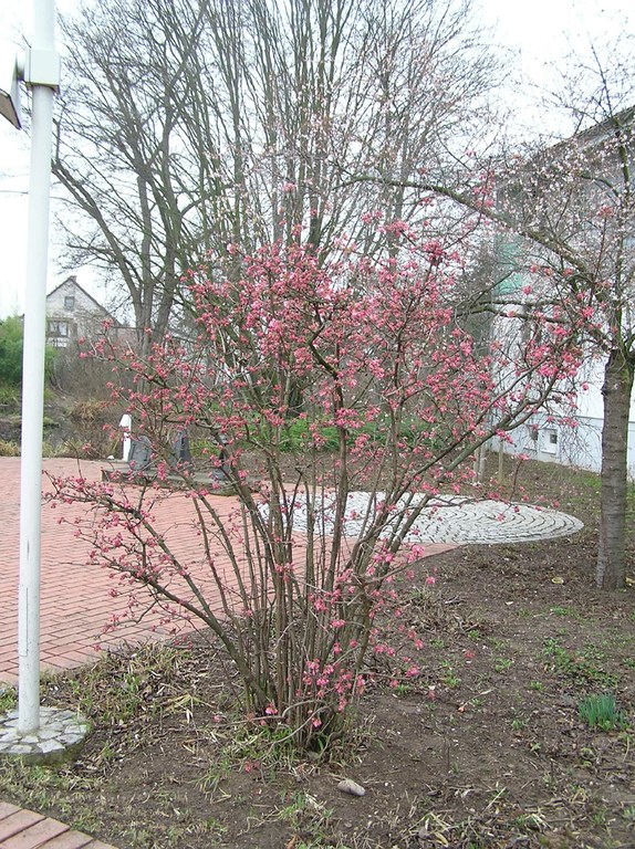 viburnum_bodnantense_dawn_0.jpg