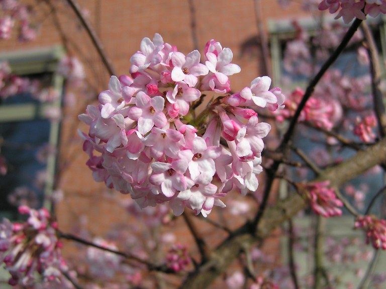 viburnum_farreri_03.jpg