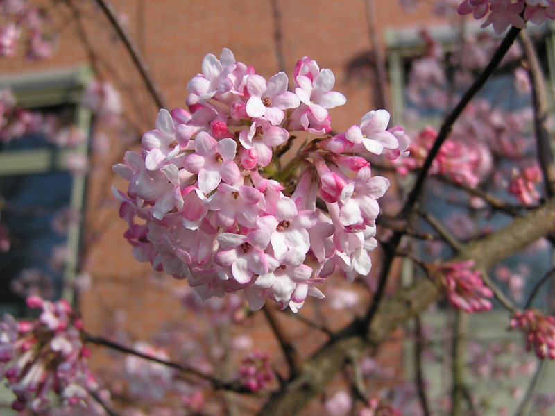 viburnum_farreri_03.jpg