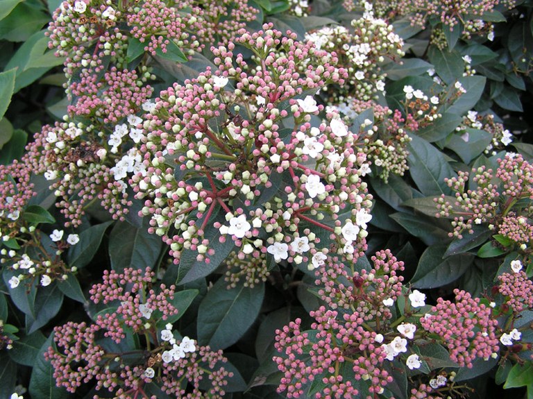 viburnum_tinus_02.jpg