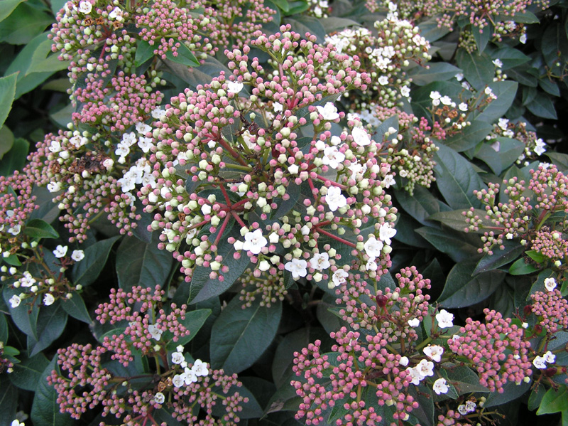 viburnum_tinus_02.jpg