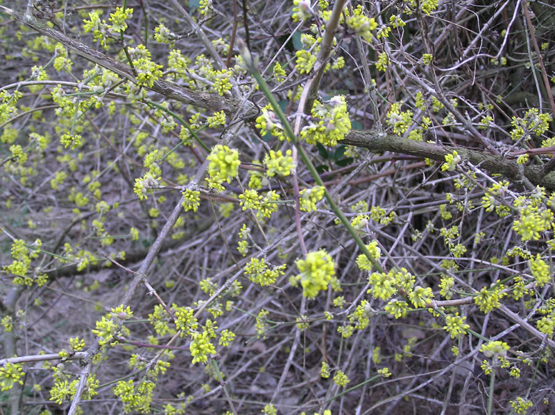 Bild cornus_mas_02_jpg.jpg