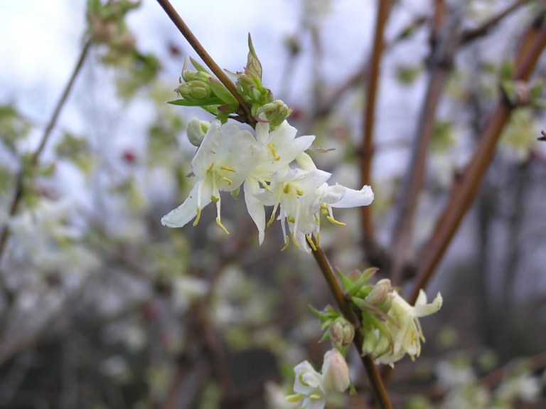 lonicera_purpusii_04_jpg.jpg