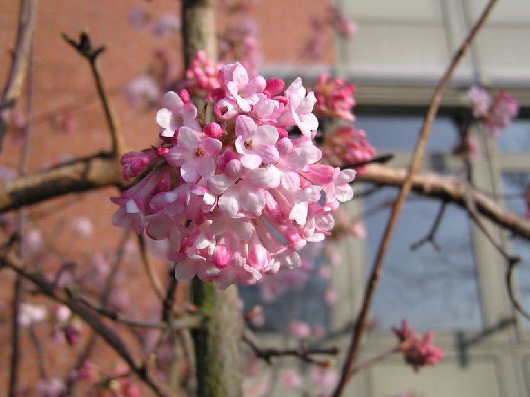 viburnum_farreri_04_jpg.jpg
