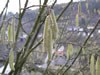 corylus_avellana_02_jpg.jpg