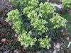 helleborus_foetidus_01_jpg.jpg