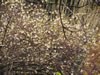 lonicera_purpusii_01_jpg.jpg
