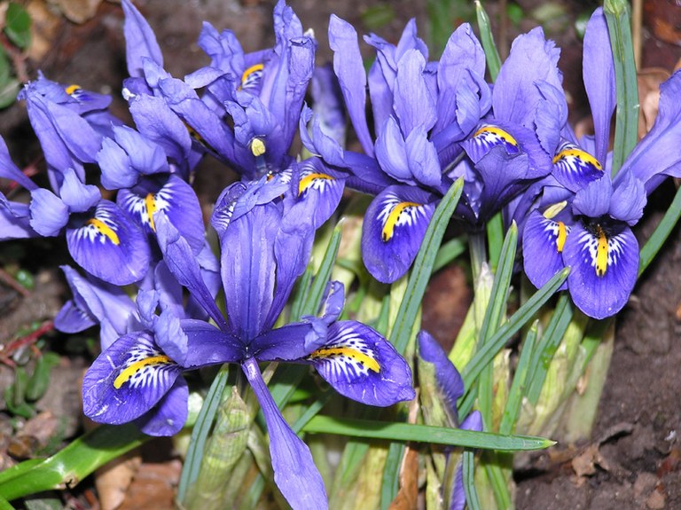 iris_reticulata_01.jpg