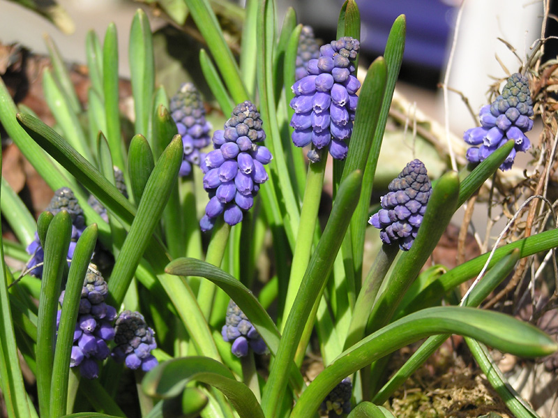 muscari_02.jpg