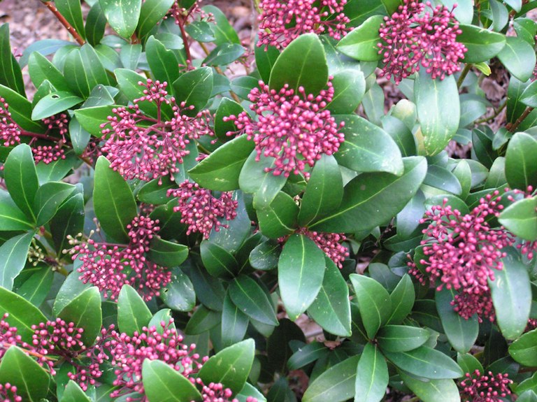 skimmia_japonica_01.jpg
