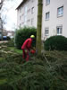 fichtenfaellung_02_jpg.jpg