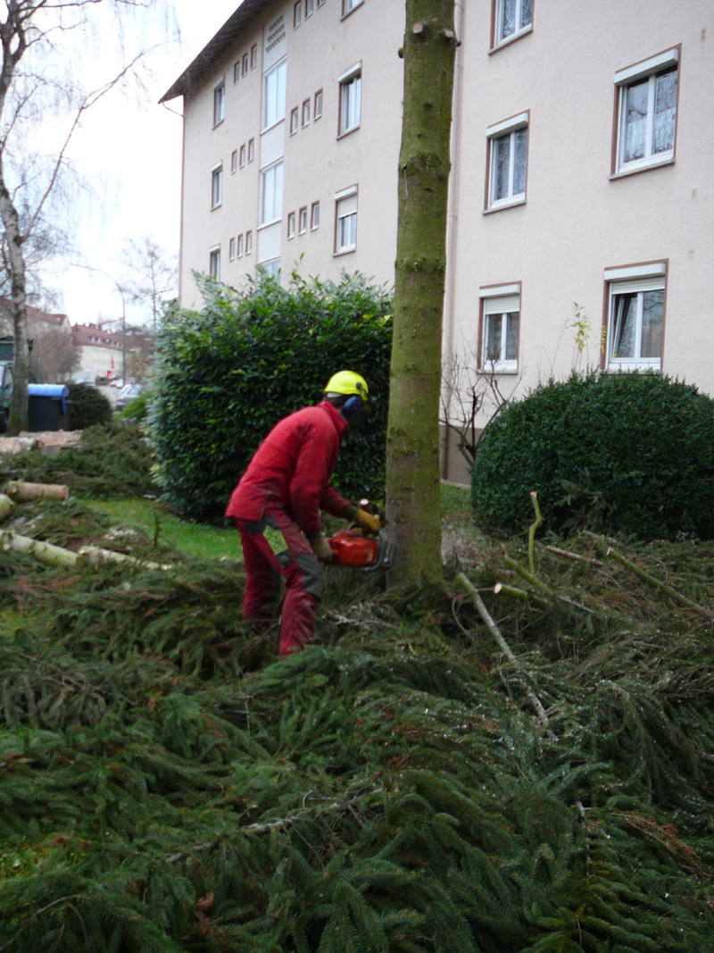 fichtenfaellung_02.jpg