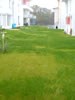 rasen_duengung_01_jpg.jpg