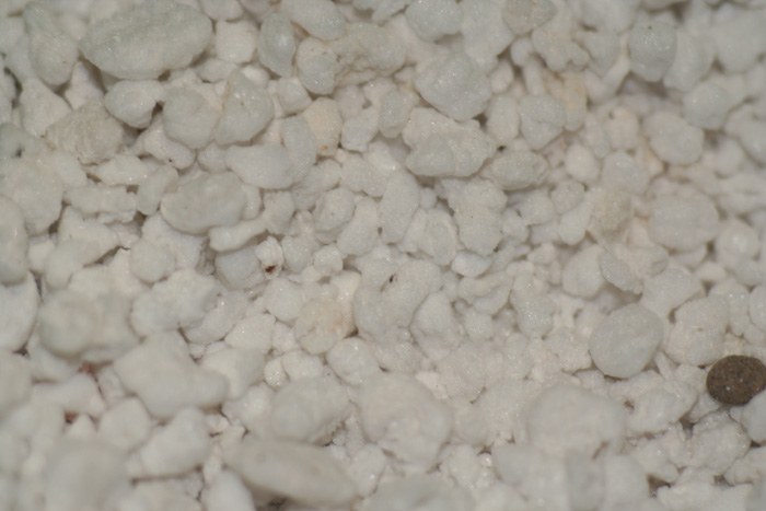 perlite.jpg