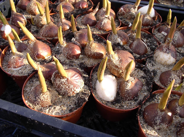 tulipa_topf_01_jpg.jpg