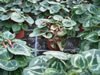 botrythis_cyclamen_01_jpg.jpg