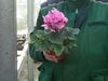 Bild cyclamen_01_jpg.jpg