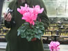 Bild cyclamen_03_jpg.jpg