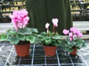 Bild cyclamen_04_jpg.jpg